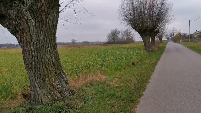 Ogławiane Wierzby - Skarb Tradycyjnego Polskiego Krajobrazu