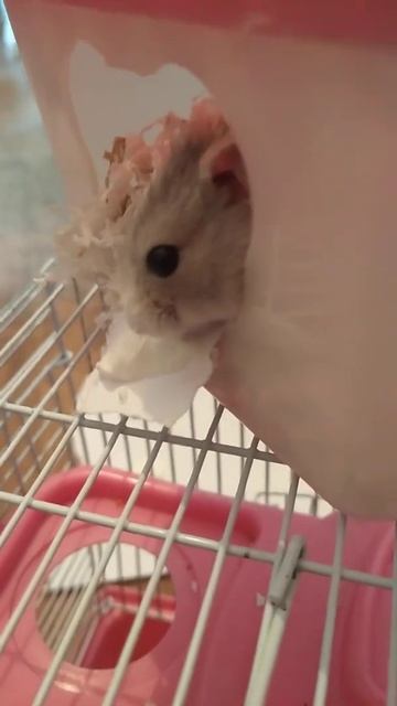 ГРИША + ТВОРОЖОК! ХОМЯК ЕСТ ДЕТСКИЙ ТВОРОЖОК! МИЛОЕ ВИДЕО! КОРОТКОЕ ВИДЕО/ ХОМЯКИ / ЕДА / Hamster