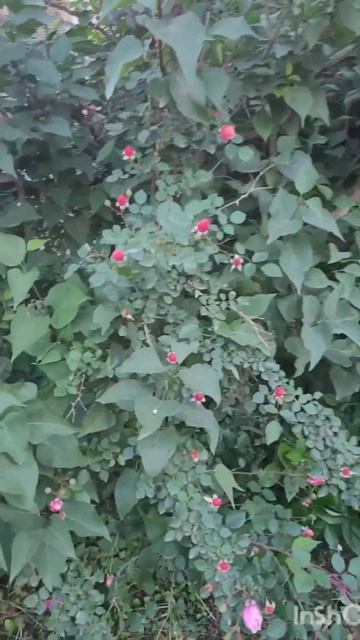 А сколько соток вам нужно для счастья?) #дача #сад #цветы #розы #garden смотреть онлайн