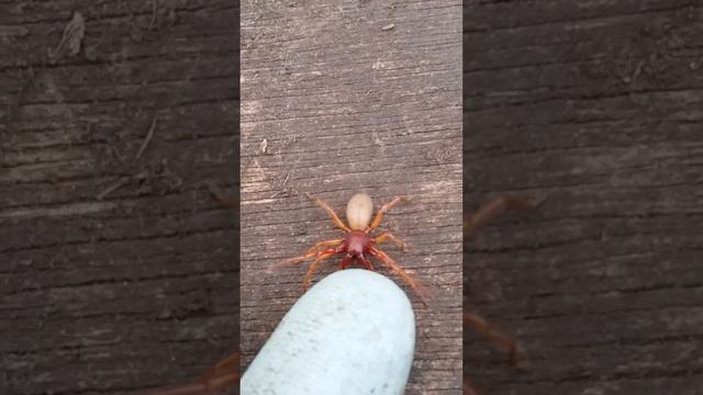 Dysdera Crocata смотреть онлайн