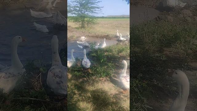 ГУСИ ГУСИ ГАГА смотреть онлайн