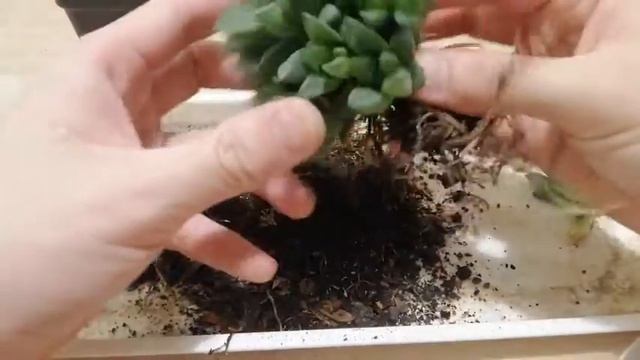 Haworthia 16 Offset Propagation Cheap Way with just USD 4 смотреть онлайн