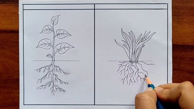 Root System Diagram Easy | How To Draw Tap Root And Fibrous Root Step By Step | Types Of Roots