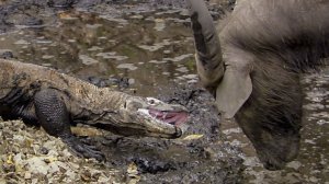 Комодский ВАРАН выходит на охоту! Гроза буйволов и оленей, настоящий хозяин острова!