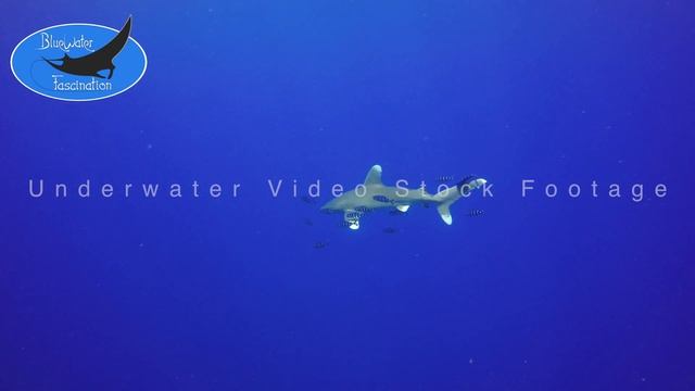 0537_Oceanic whitetip shark, 4K underwater video stock footage смотреть онлайн