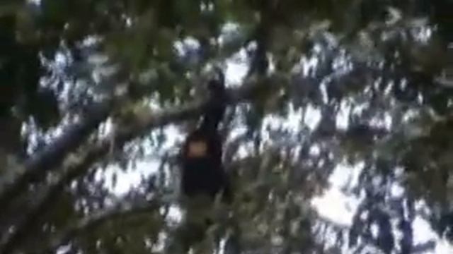 Yellow Tailed Woolly Monkey смотреть онлайн