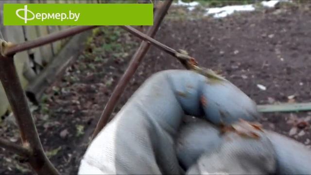 Созрели табачные семена смотреть онлайн