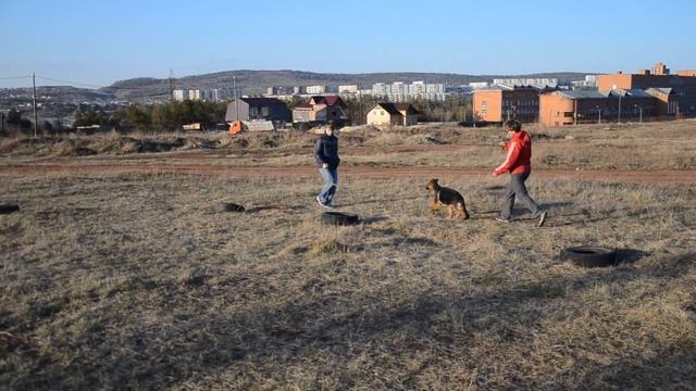 Саламандра с Братского Взморья (Hugh v. Eichenplatz х Kamri s Bratskogo Vzmorja), 4,5 мес. смотреть онлайн