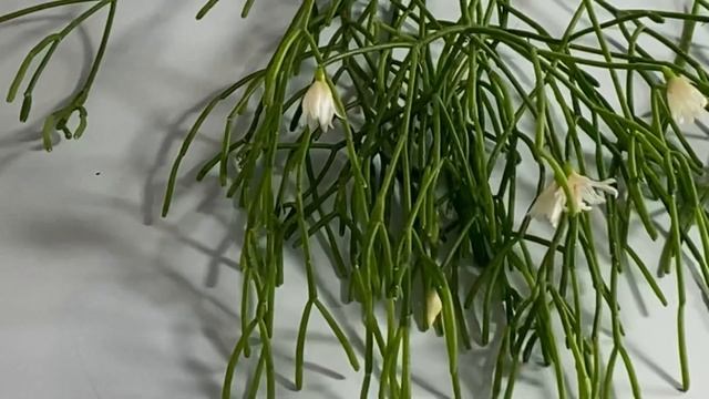 Rhipsalis Campos-portoana Blooms