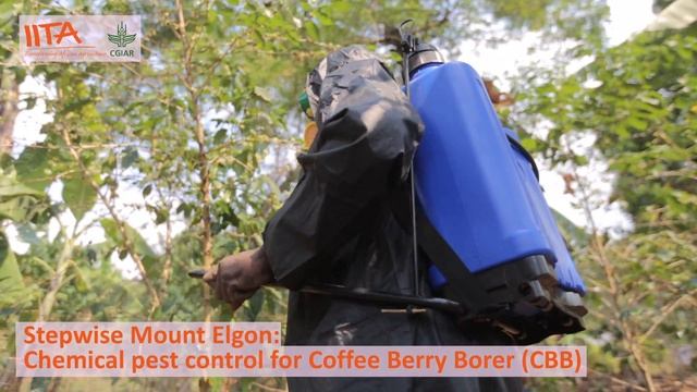 Chemical pest control for Coffee Berry Borer (CBB) смотреть онлайн