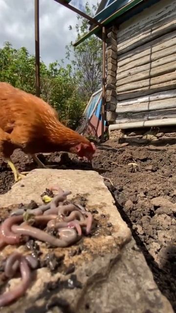 Перекус курицы чееек смотреть онлайн