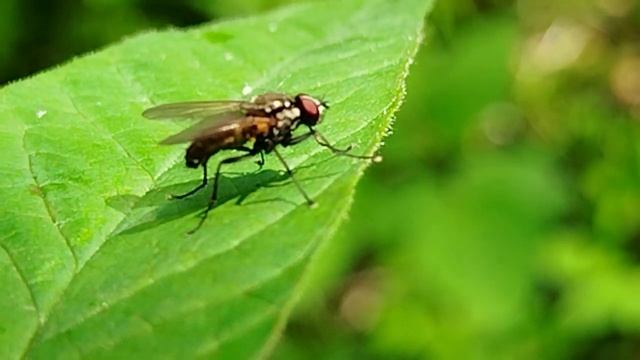 Лесная муха чистится и позирует на камеру!