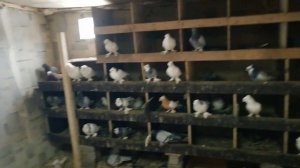 Голуби ленинаканские