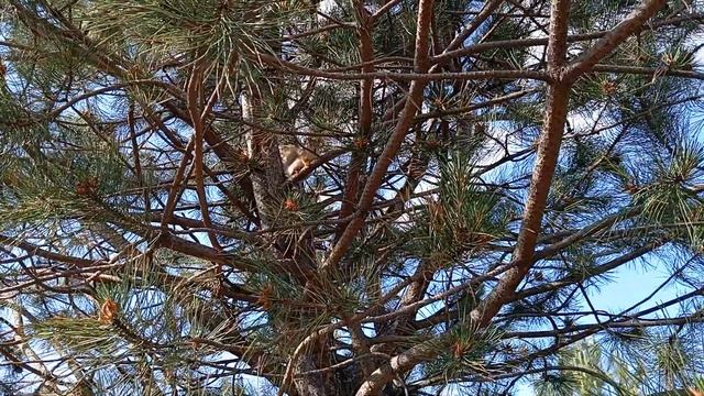 Анапа сегодня белки в ореховой роще смотреть онлайн