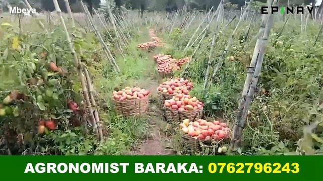 MAVUNO YA NYANYA MSHUMAA TANZANITE F1 HAPA MBEYA, PIGA 0762796243 ILI KUPATA MBEGU HII MKULIMA. смотреть онлайн