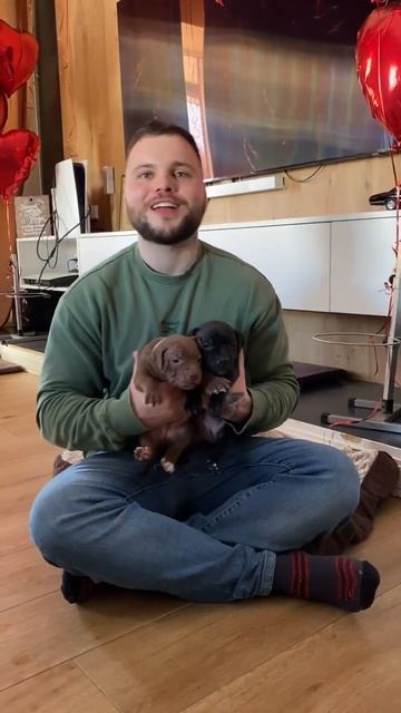 Доберман боится щенков смотреть онлайн