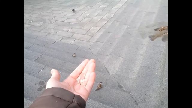 А вы так кормите на улице птичек? ))) смотреть онлайн