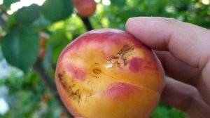 Абрикос Биг Ред. Ранний.