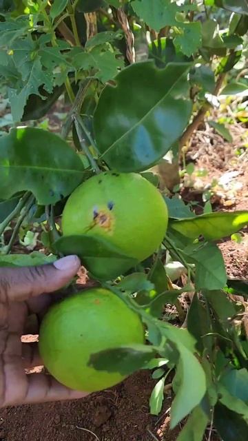 Macadamia nuts, Oranges, Bananas and Avocados in a Farm смотреть онлайн