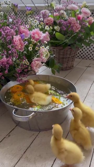 с Чистым Четвергом.mp4