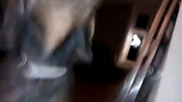 Dog Eats Mashed Potatoes