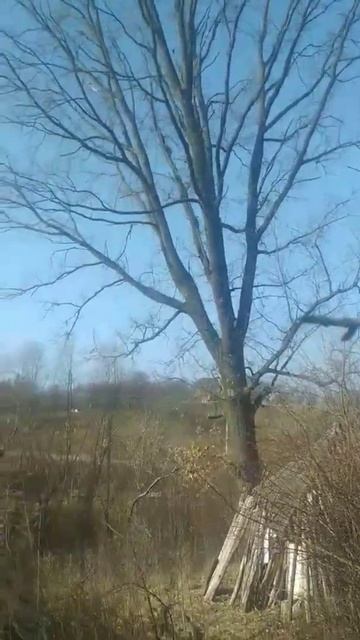 село Бохоники Дуб , висотою 30 м та діаметром 1,5 м Виконано за 4 години смотреть онлайн