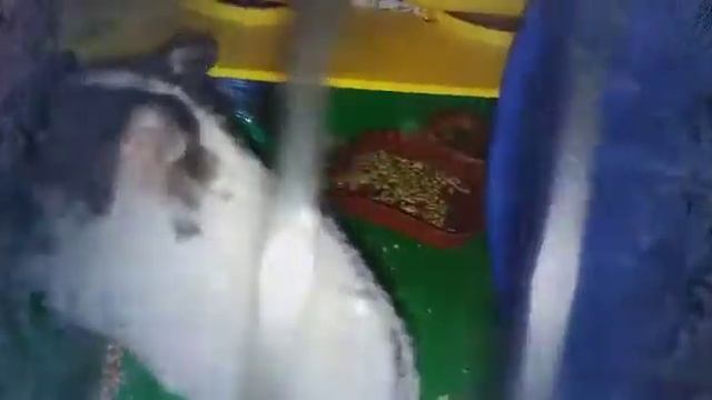 Как спит наш хомяк😪😏🐾 смотреть онлайн