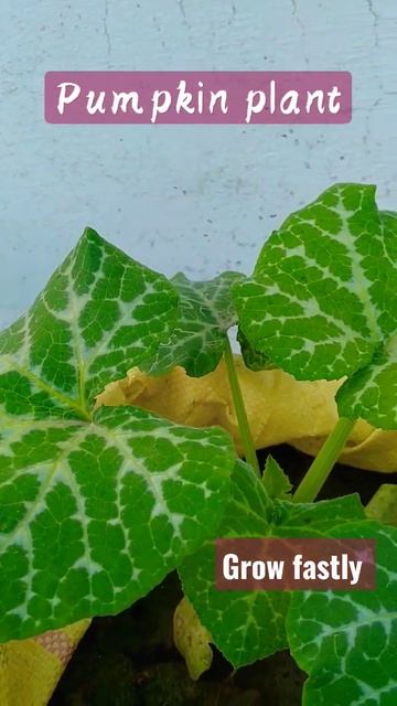summer 🌞 vegetables started in my garden #garden #shorts #gardening