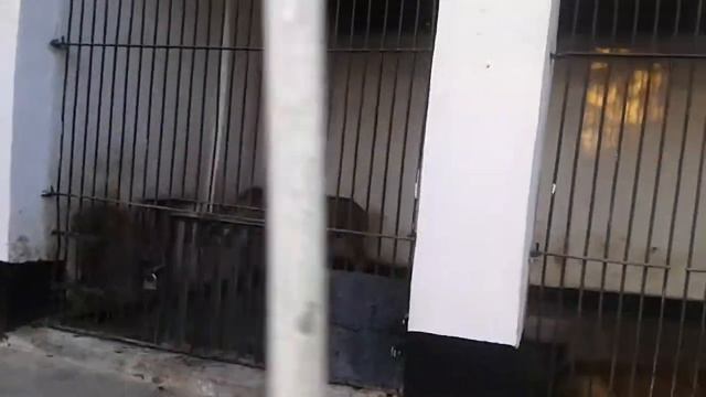 Фарход научил льва кричать Аллах смотреть онлайн