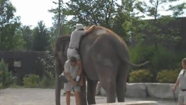 Ловкий слон смотреть онлайн