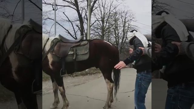 Каха нюхает лошадь😆 смотреть онлайн