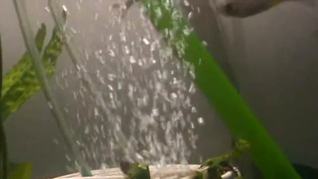 Endemic Fishes From Turkey