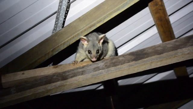 OPOSSUM blog смотреть онлайн