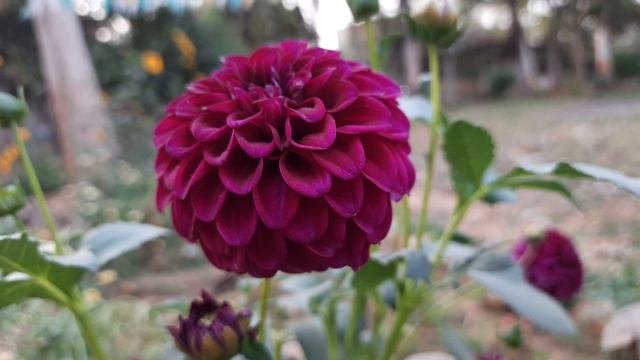 Beautiful Purple Dahlea Flower |Ball shaped dahlea @mk mishra video diary смотреть онлайн