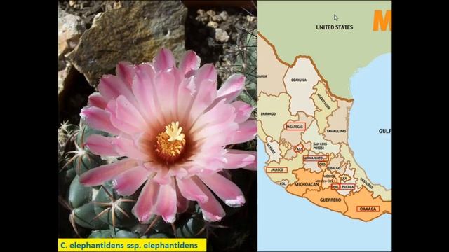 Lukoczki Zoltán: A Coryphantha nemzetség смотреть онлайн