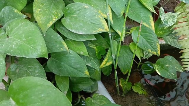 epipremnum aureum#pothos#money plant#tamil#aquarium plants#garden #plants#play garden#gardeningtips смотреть онлайн