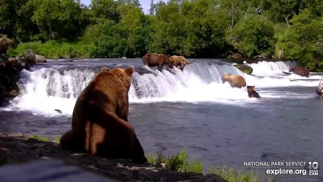 7/5/2022 BF Bear 911 Splitnose comes from behind the lip GRAZERED, but stands his ground Explore.or смотреть онлайн