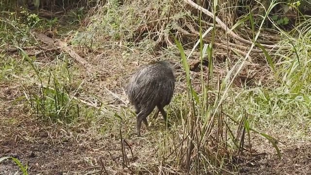 Pecari en la selva смотреть онлайн