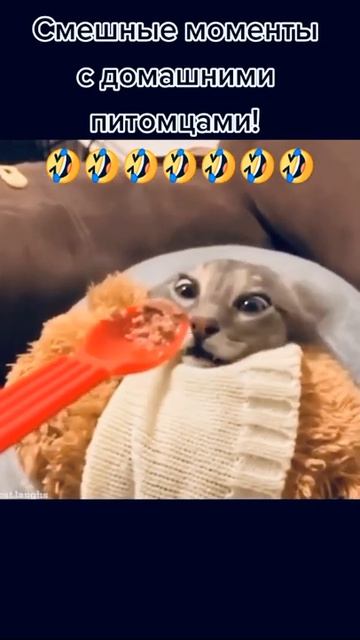 Смешные моменты с животными смотреть онлайн