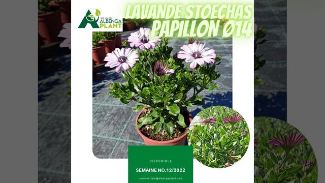 S12/2022 DIMORFOTECA-OSTEOSPERMUM Ø14 смотреть онлайн