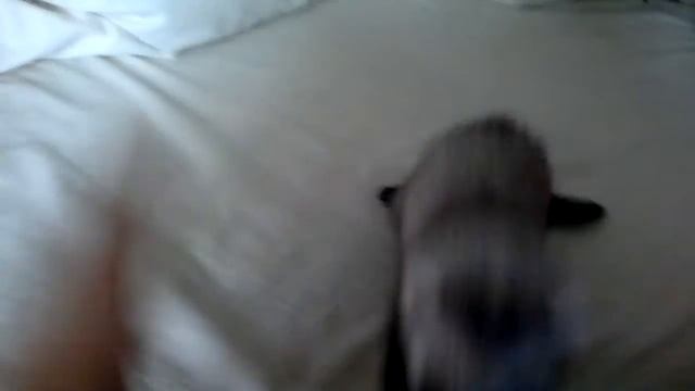 Хорек (ferret) Мишка игруньки.mp4 смотреть онлайн