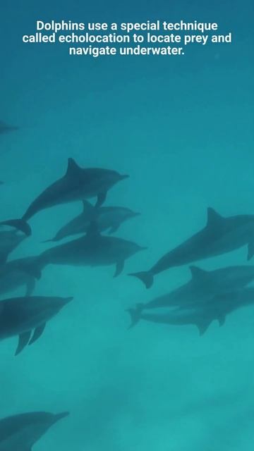 3 Interesting Dolphin Facts You Didn't Know | Factopia101 #dolphin #dolphinfacts #animalfacts смотреть онлайн
