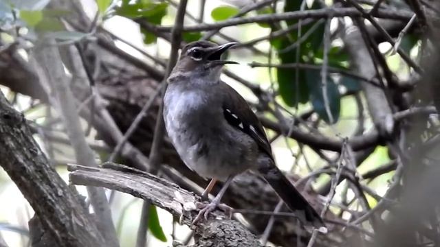 Call of the Brown Bush Robin - Filmed by Greg Morgan смотреть онлайн