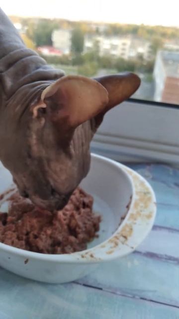 Базилио и паштет смотреть онлайн