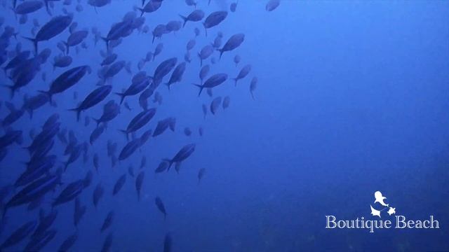 11.11.22 - Whale Shark Snorkelling & Dives at Raandi Wreck & Kudarah Thila смотреть онлайн
