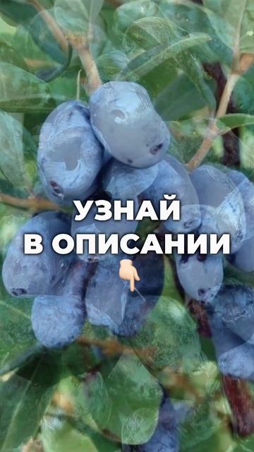 Жимолость для северного сада. Читай в описании смотреть онлайн