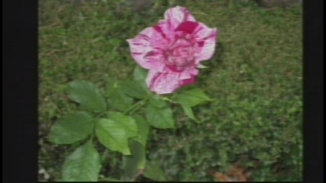 TEDxYouth@ValVerde - Dr. Susan Wessler - Plant Genomes смотреть онлайн