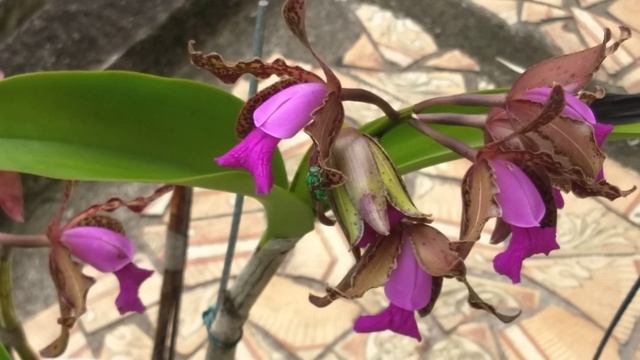 Abelha euglossa na catleya tigrina смотреть онлайн