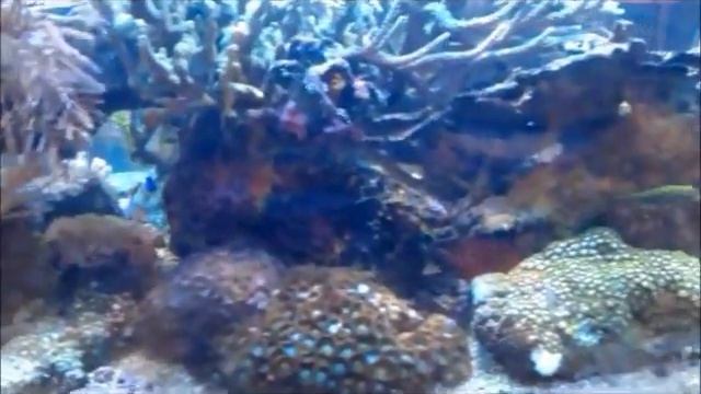 Korall akvarium 600 liter Zoo-hjørnet Østfoldhallen смотреть онлайн