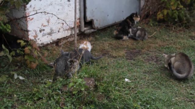 Кошачья стая смотреть онлайн